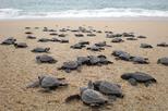 Multi-day all inclusive at Tortuguero with a tour at National Park from San Jose