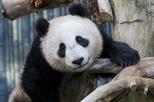 San Diego Zoo with Transport from Anaheim