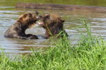 Wildlife and Turnagain Arm Tour