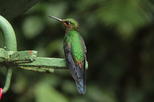 Monteverde Cloud Forest Tour with Butterfly Garden, Ziplines