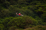 Monteverde Selvatura Park Canopy Zipline Tour with Admission