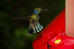 Selvatura Park: Hummingbird Garden and Insect Museum Tour