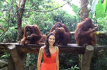 Singapore Zoo with Transfer, Breakfast with Orangutans Option
