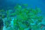 Snorkeling Tour