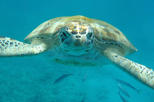 Barbados Shore Excursion: Carlisle Bay Turtle and Shipwreck Adventure