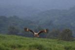 Bird Watching Tour in Tarcoles