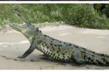 Jungle Crocodile Safari and Aerial Tram Tour with Lunch