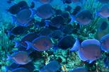 Atlantis Submarine Expedition - Grand Cayman