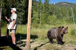 Discover Grizzly Bears from Banff