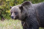 Discover Grizzly Bears from Banff