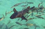 San Pedro for a Day Hol Chan & Shark Ray Snorkel