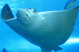 Belize Hol Chan Marine Reserve, Shark Ray Alley Snorkel Tour