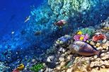 Snorkeling Tour from Roatan Island, Honduras