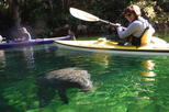 Manatee Kayak Tour at Blue Springs State Park
