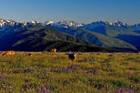 Olympic National Park Small-Group Tour from Seattle
