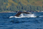 Juneau Shore Excursion: Whale-Watching Adventure