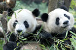 Half-Day Chengdu Panda Breeding Center Tour with Optional Baby Panda Holding