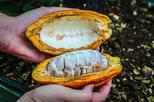 Half-day Coffee and Chocolate Tour with Guide