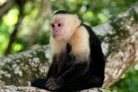 11-Day Tour from San Jose: Monteverde Cloud Forest and Tortuguero, Arenal Volcano and Manuel Antonio National Parks