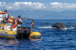 Azores Whale Watching Expedition Tour