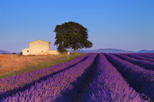 Provence Lavender Fields Tour from Aix-en-Provence