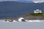 Whale Watch and Mendenhall Glacier Combo Tour