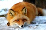 Guided Winter Wildlife and Alaska Wildlife Conservation Center Tour
