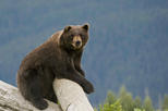 Turnagain Arm and Alaska Wildlife Tour from Anchorage