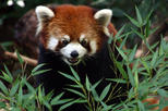 Daily Admission at Woodland Park Zoo