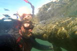Private Swim with Manatee Adventure