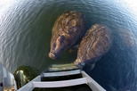 Small Group Swim with Manatee Adventure