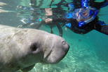 Swim with Manatee Adventure!