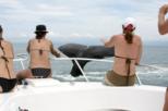 Whale Watching