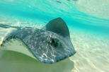 Stingray City and Snorkel Tour