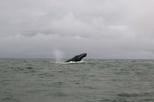 Whale watching (Avistamiento de Ballenas) One Day from San Jose