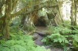 Private Olympic Peninsula and Forest Tour