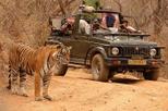 Private Tour: 2-Day Ranthambore National Park from Jaipur