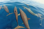 Whale and Dolphin Tour in Drake Bay