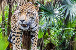Belize Zoo and the Museum of Belize Tour