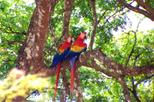 Private Tour: Carara National Park Bird Watching Tour