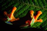 Tortuguero and Pacuare Rafting Adventure 3 Days 2 Nights