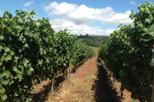 Willamette Valley Wine-Tasting from Portland