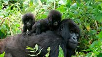 Caminhada de 3 dias na Floresta de Gorilas para Bwindi, Kampala