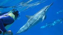 Croisière avec plongée libre à Oahu : nage avec les dauphins et les tortues dans la&nbsp;...&nbsp;