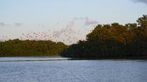 Caroni Wetlands Boat Tour, 