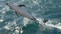 Albatross Encounter - Kaikoura