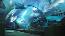Entrada para o SEA LIFE Bangkok Ocean World com traslado privado, Bangcoc
