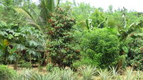 Excursão a pé de meio dia pela fazenda de especiarias de Zanzibar, Zanzibar City