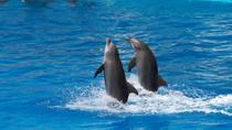Tortola Dolphin Discovery Swim, Îles Vierges britanniques