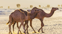 Excursion d'une matinée en 4x4 dans le désert de Dubaï : balade à dos de&nbsp;...&nbsp;